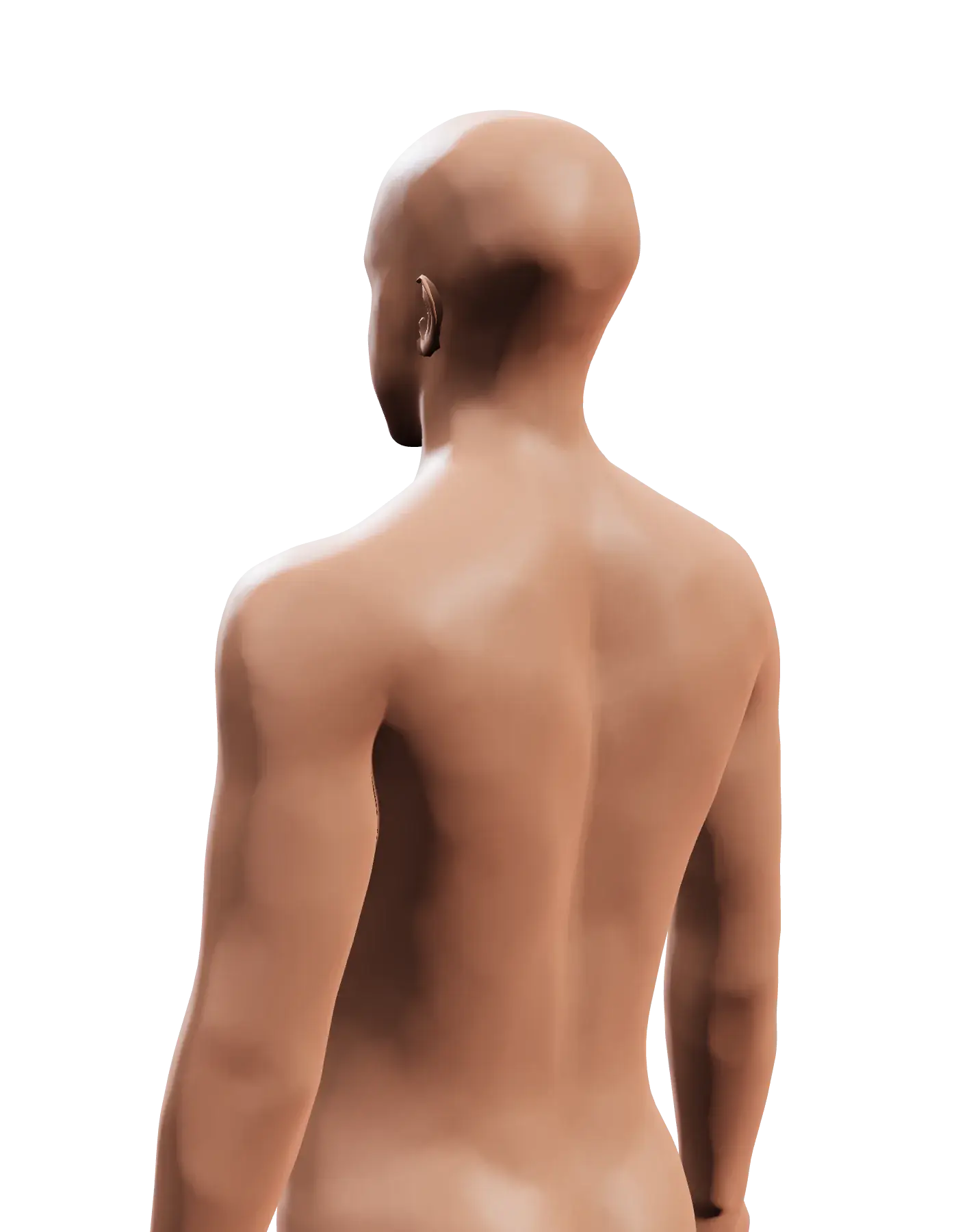 3D human figure seen from behind